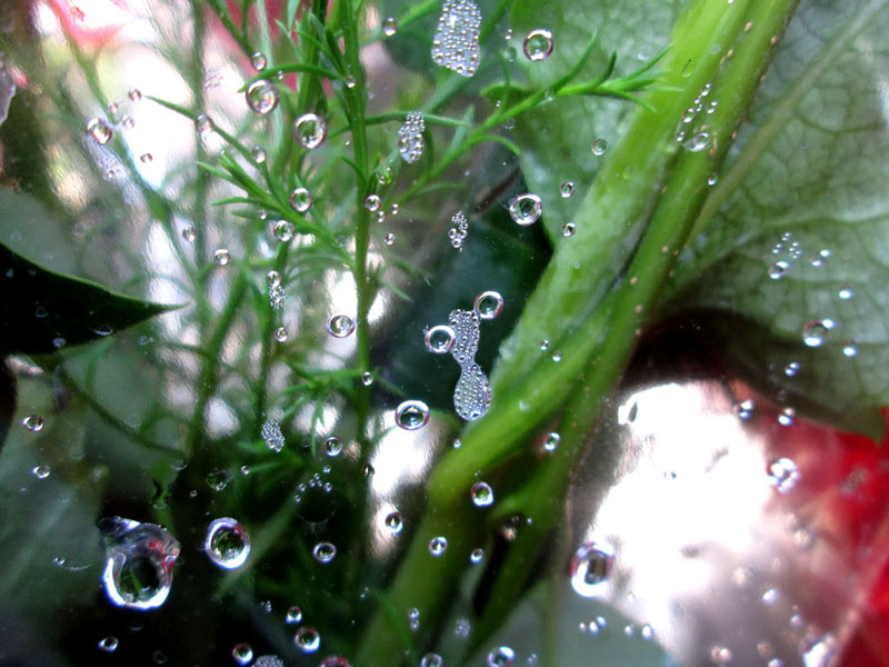 Капельки воды. Капельки воды.