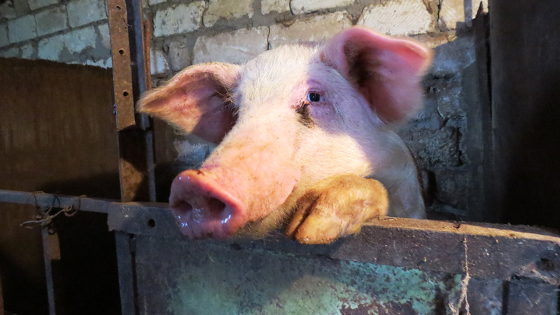 Услышав голос хозяина, они встали на задние лапы, положив передние на стойку, похрюкивая, терпеливо ожидая, когда им дадут пищу...