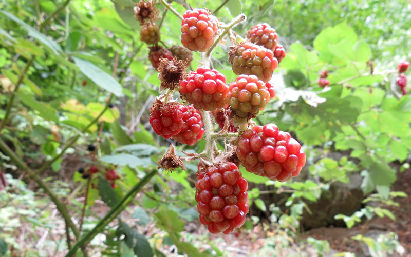 Ущелье Унот 24. Ущелье Унот 24.