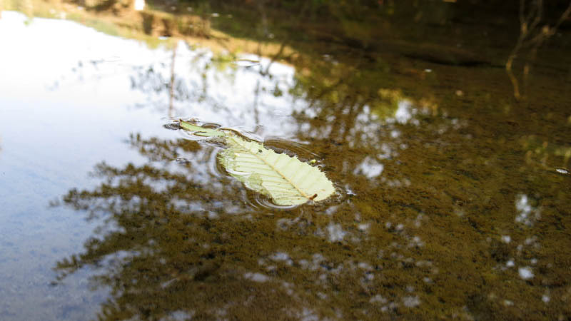 Осенний листочек Осенний листочек