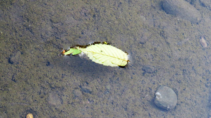 Осенний листочек Осенний листочек