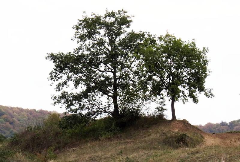 Деревья на пригорке. Деревья на пригорке.