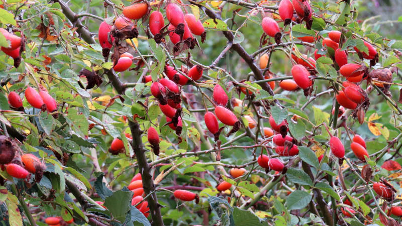 Ягоды шиповника. Ягоды шиповника.