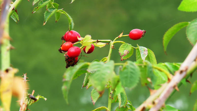 Сочные, поспевшие ягоды шиповника. Сочные, поспевшие ягоды шиповника.