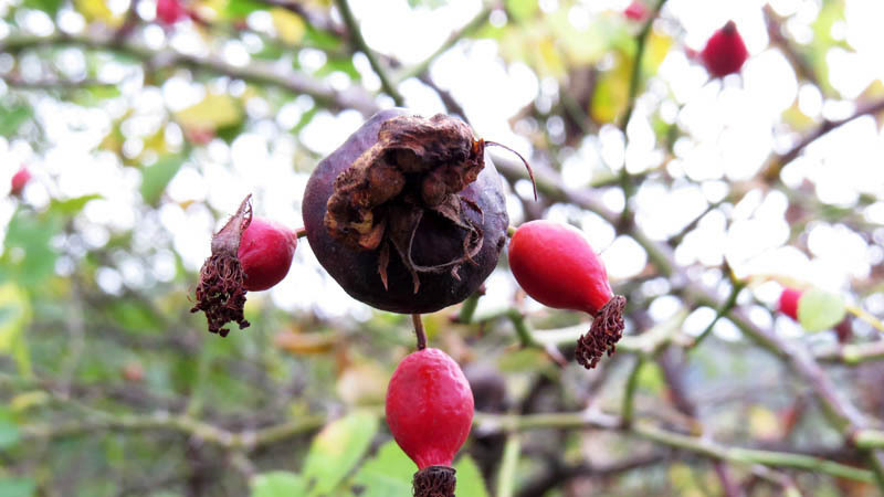 Перезрелый шиповник. Перезрелый шиповник.