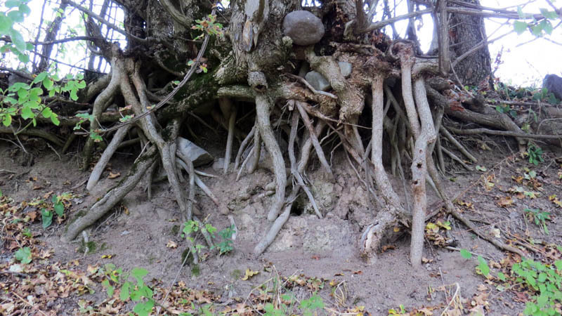 Корни. Корни.