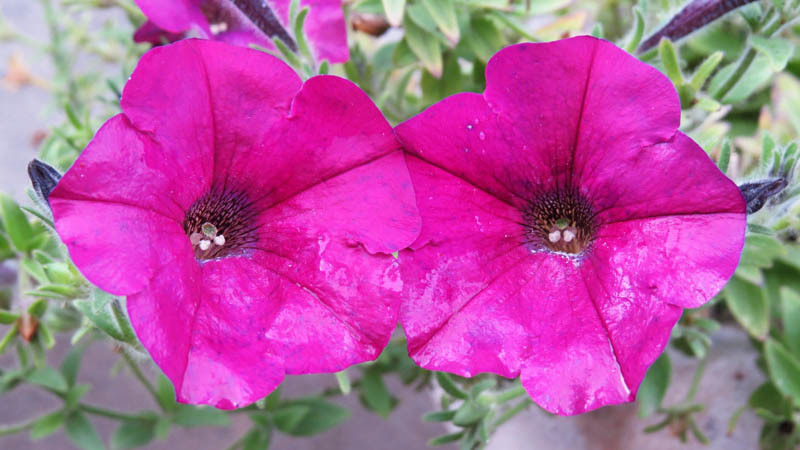 Кувшинки. Кувшинки.