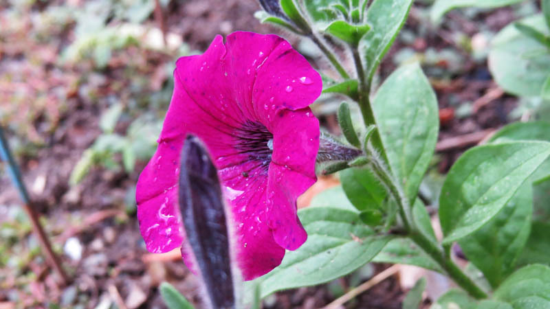 Кувшинка. Фрагмент. Кувшинка. Фрагмент.