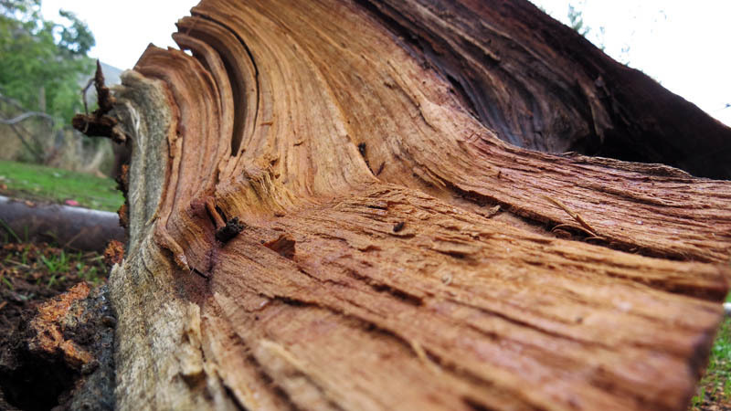 "Волокна" срубленного дерева. "Волокна" срубленного дерева.