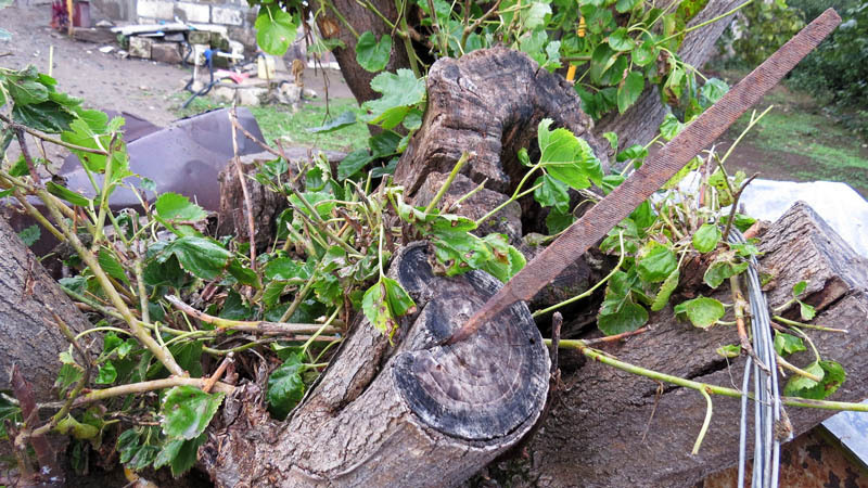 Напильник, воткнутый в дерево. Напильник, воткнутый в дерево.
