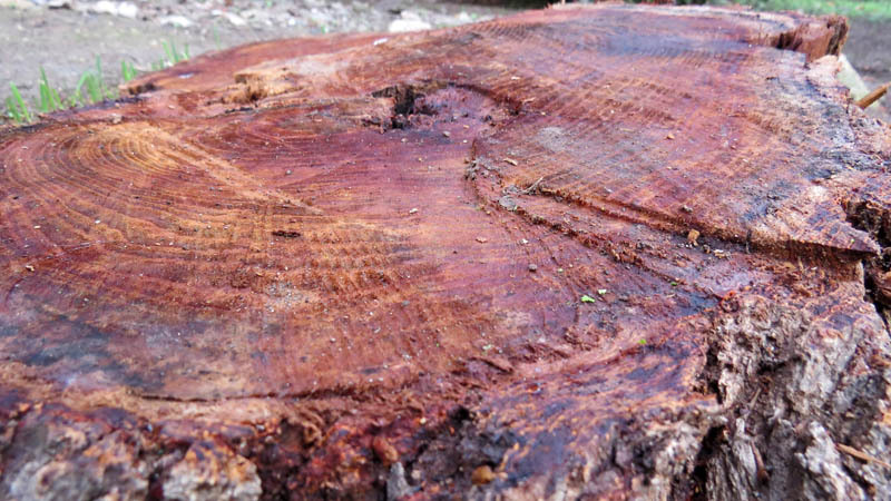 Горизонтальный срез. Горизонтальный срез.