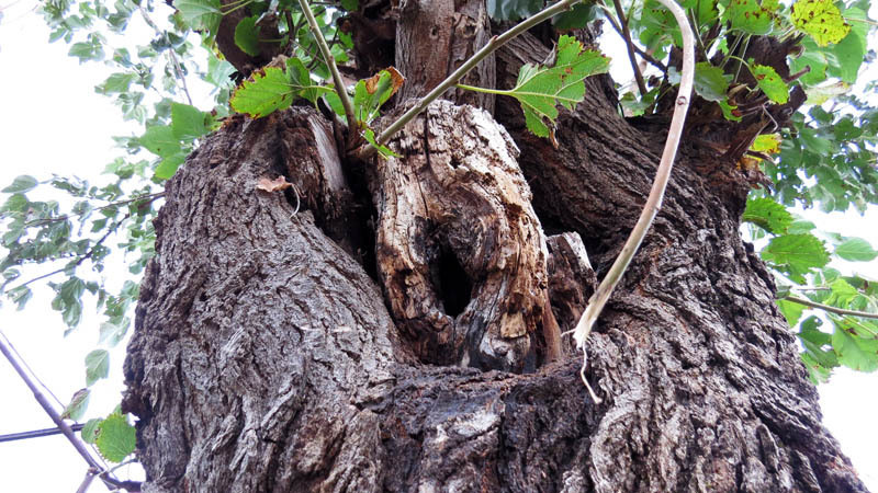 Маленькое дупло в дереве. Маленькое дупло в дереве.