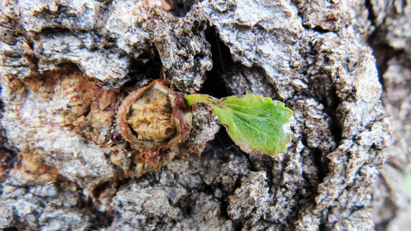 Будущая ветка. Будущая ветка.