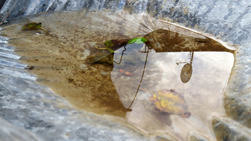 Маленькая лужица и отражения в ней. Маленькая лужица и отражения в ней.