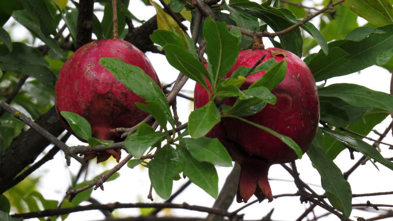 Гранаты. Гранаты.