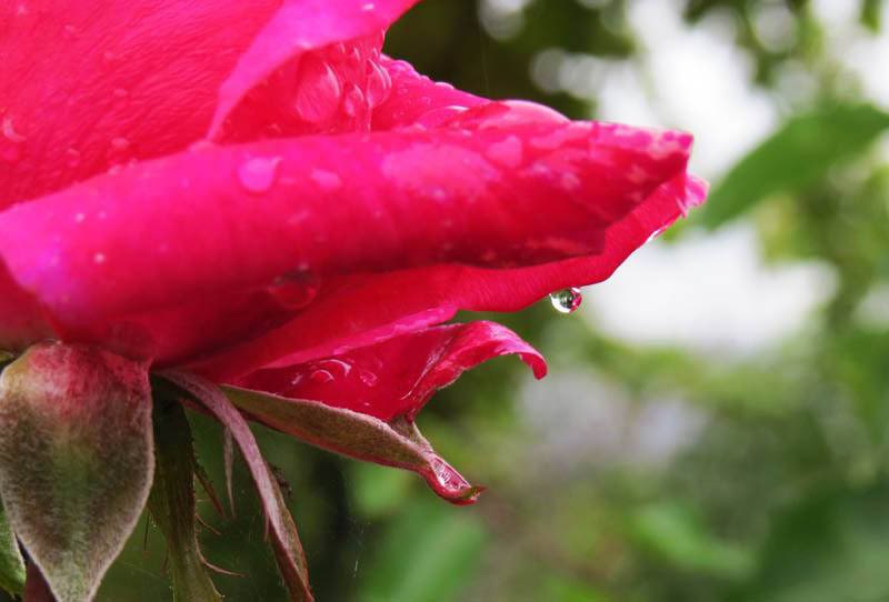 Капелька на розе. Капелька на розе.