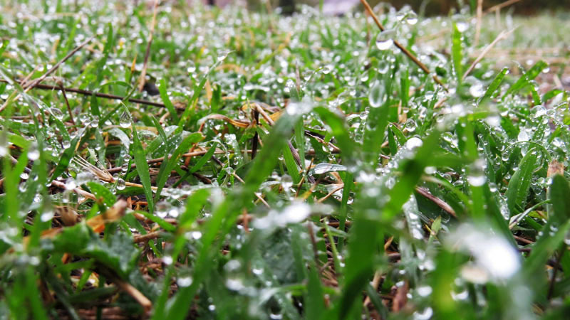 Кто-то рассыпал на траве ожерелье невиданной красы.