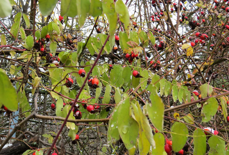 Сюжет 18. Сюжет 18.