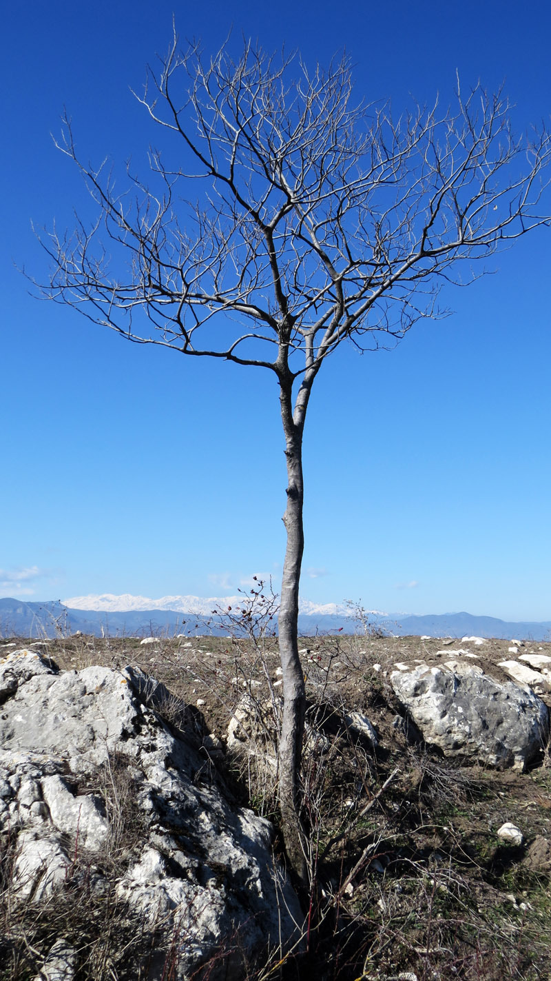 Деревце. Небо красиво меняет цвет - смотрите снизу вверх или наоборот... Деревце. Небо красиво меняет цвет - смотрите снизу вверх или наоборот...