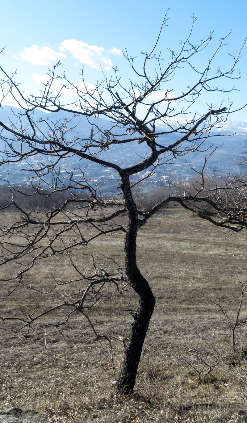 Хотя и не стройное, но красивое дерево. Хотя и не стройное, но красивое дерево.
