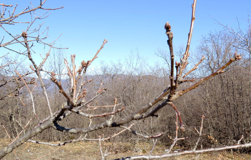 Много солнца, почки, вот-вот, набухнут... Много солнца, почки, вот-вот, набухнут...