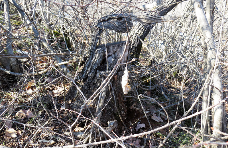 Высохший пень в лесной чаще. Высохший пень в лесной чаще.