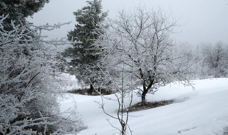 Небольшая заснеженная полянка. Небольшая заснеженная полянка.