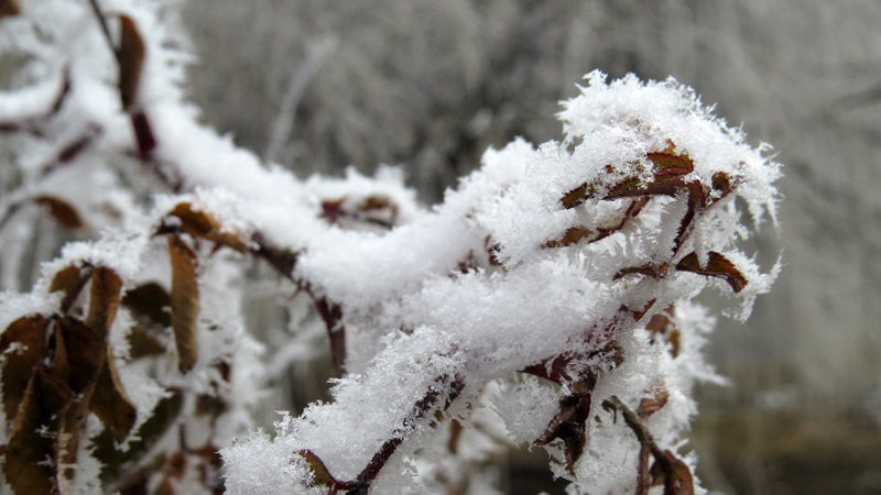 Снежок на листьях. Снежок на листьях.