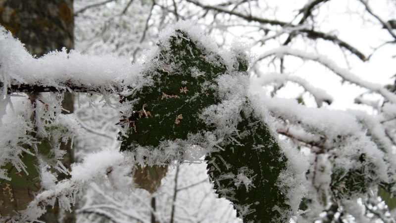 Запорошённые зелёные листочки. Запорошённые зелёные листочки.