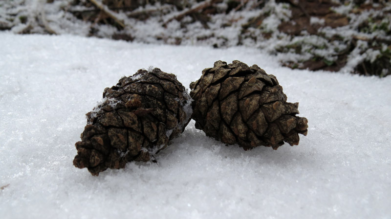 Шишки на снегу. Шишки на снегу.