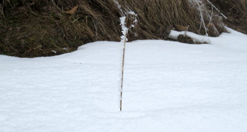 Сухой стебелёк. Сухой стебелёк.