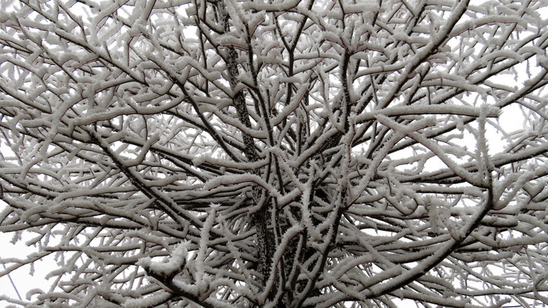 Щупальцы дерева. Щупальцы дерева.