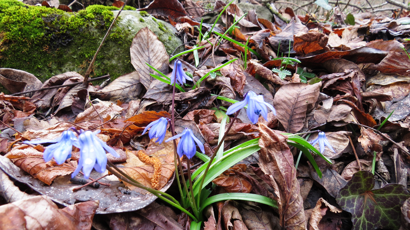 Колокольчики. Колокольчики.