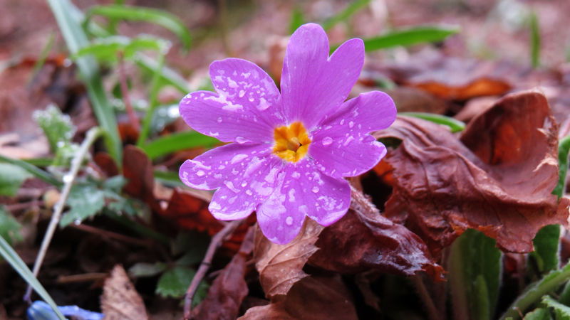 Лесная примула сиреневого цвета крупным планом. Лесная примула сиреневого цвета крупным планом.