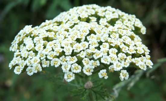 Красивый цветок. Названия не смог узнать. :-(