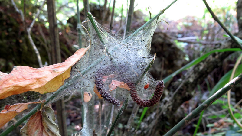 Паутина - 7. Паутина - 7.