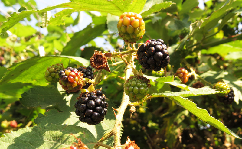 Зарисовка 5. Зарисовка 5.