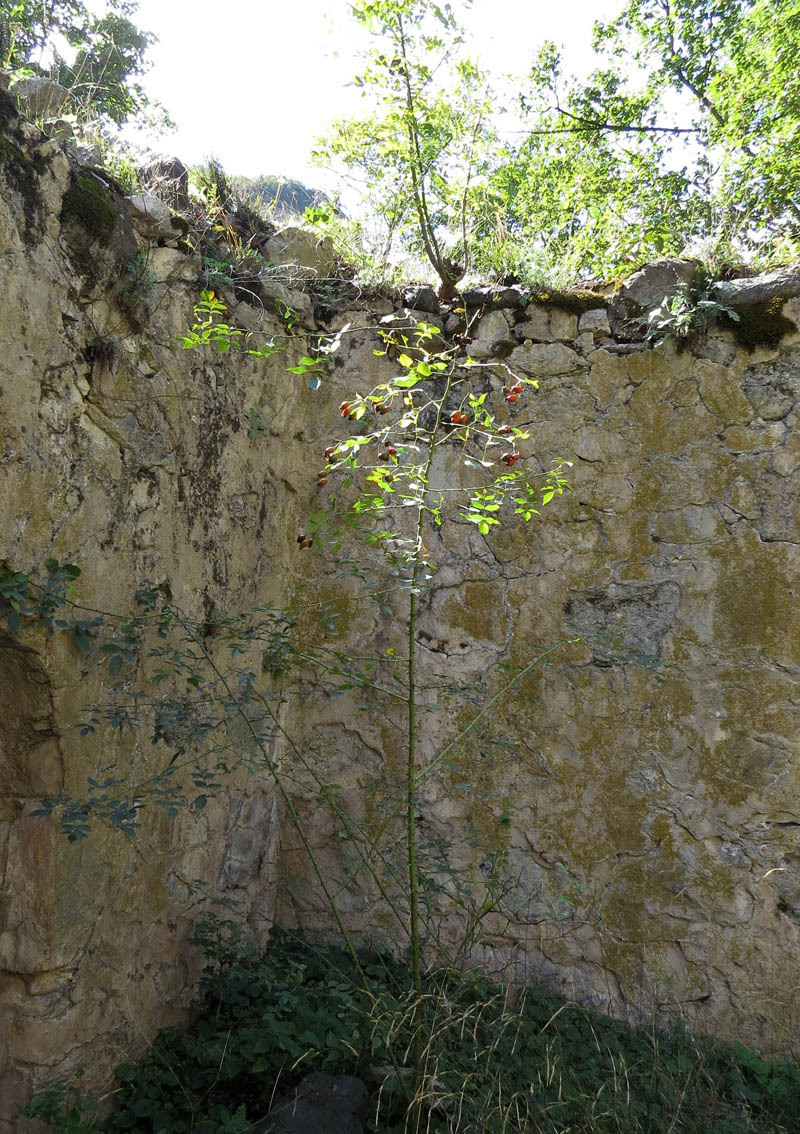 Монастырь Пресвятой Богородицы (12-13 вв.). Монастырь Пресвятой Богородицы (12-13 вв.).