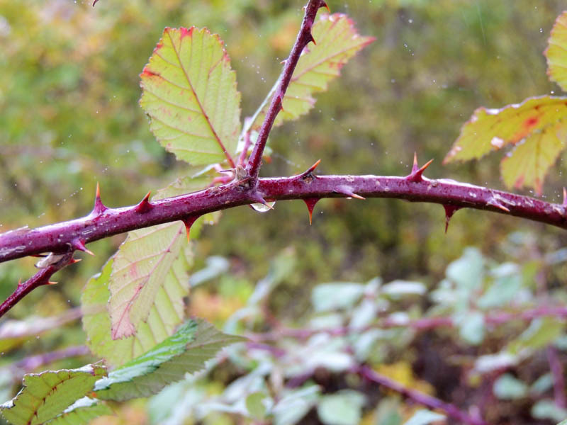 Капля на ветку ежевики. Капля на ветку ежевики.