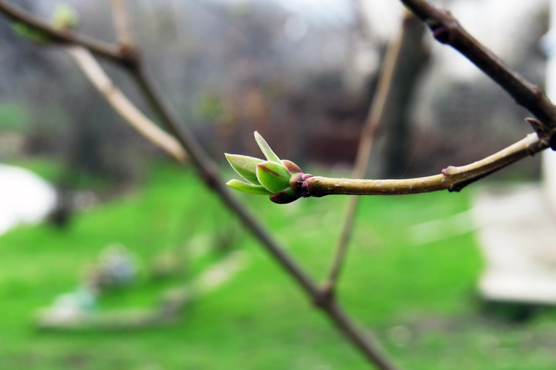Рождение листочка из почки сикимора.