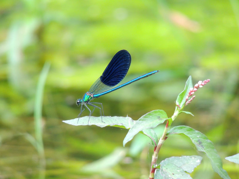 Фотовыставка (август) - 9. Фотовыставка (август) - 9.