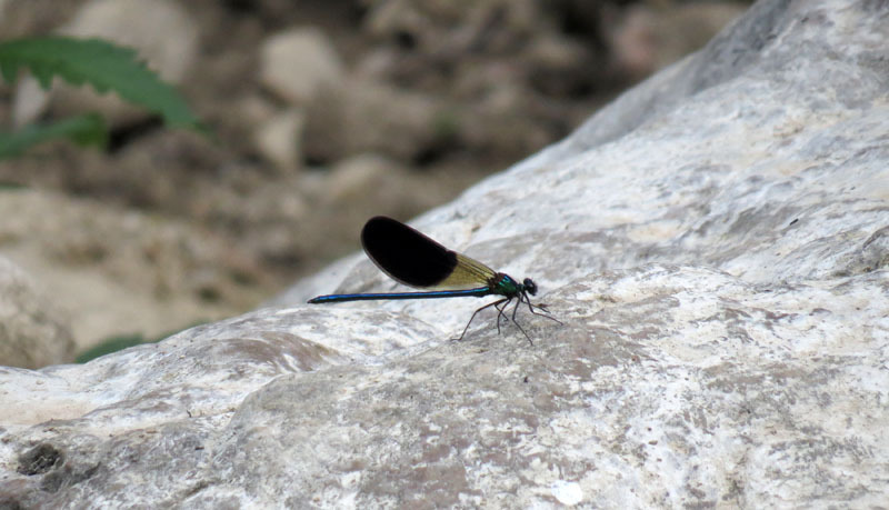 Фотовыставка (август) - 16. Фотовыставка (август) - 16.