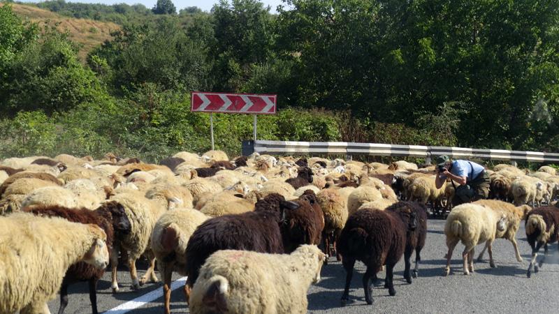   По дороге наткнулись на отару овец, которая шла в ногу с нами по «течению».