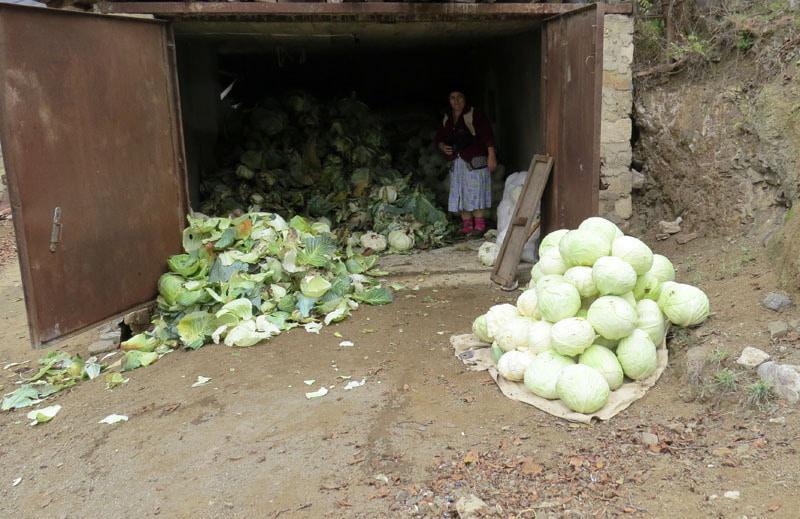  Увидели женщину, которая обрабатывала собранную капусту.